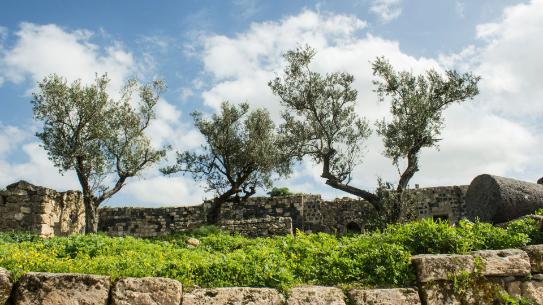 Cultural Experiences in Umm Qais